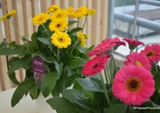 Two new colors in the Garvinea garden gerbera series: yellow with black heart and the Sweet Sparkle